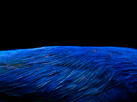 13BEAUTY-slide-HRH6-jumbo.png 